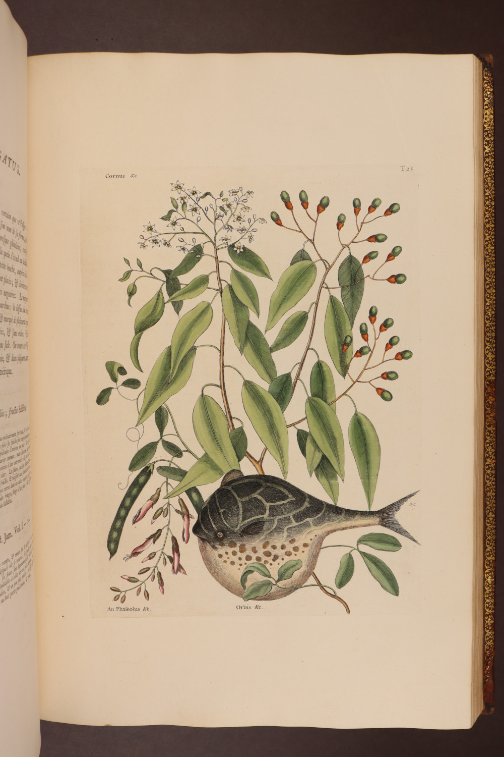 Plate 28